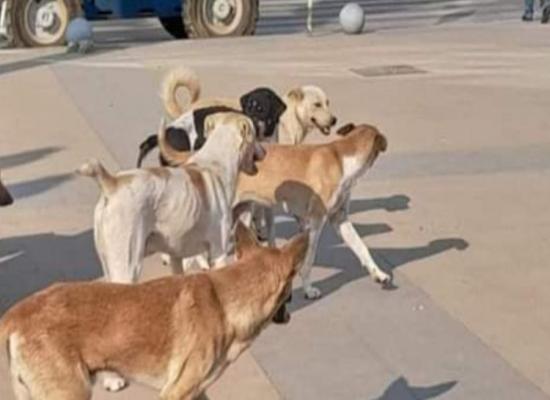 الكلاب الضالة تغزو مدينة الرحمة بالدار البيضاء ومطالب للسلطات المحلية بالتدخل