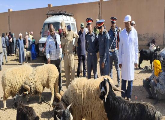 سلطات درعة تافيلالت تضبط إيقاع أسواق الماشية قبيل عيد الأضحى