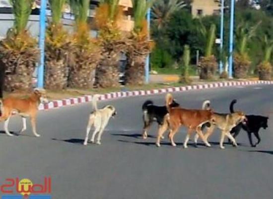 منتدى يحذر من خطر الكلاب الضالة بعد مصرع شخص بطاطا