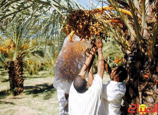 الأمطار تخفض أسعار التمور بالأسواق المغربية