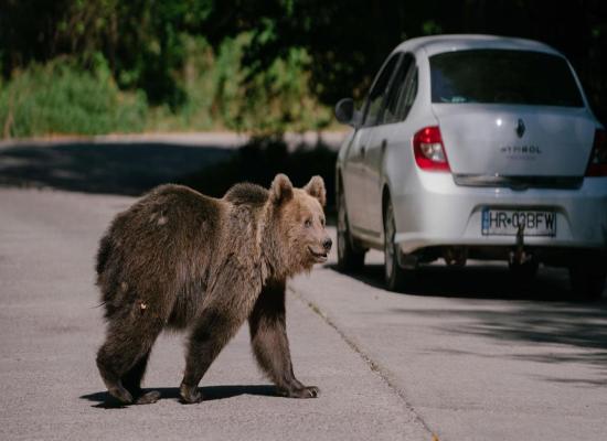 After woman mauled to death, Romania authorizes killing 481 bears