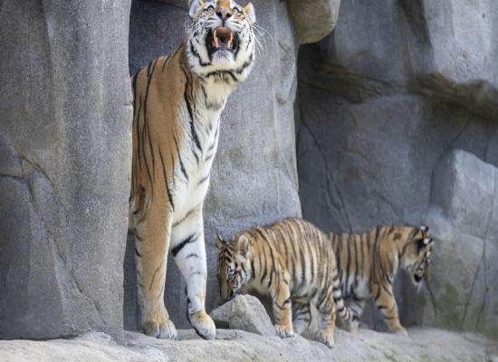 Endangered tiger cubs make their public debut at zoo in Germany