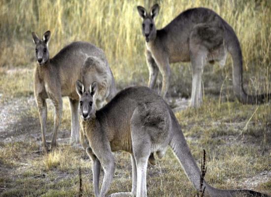 65 kangaroos found dead in Australia: 