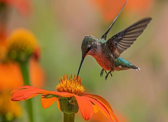 Balancing biodiversity at global UN summit in Colombia