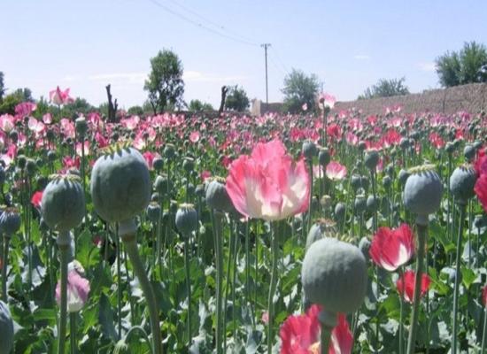 Rise in Afghan opium cultivation reflects economic hardship, despite Taliban ban