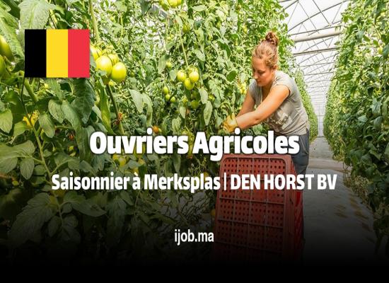 Ouvriers Agricoles à Merksplas : Rejoignez DEN HORST BV pour une Expérience Agricole Enrichissante