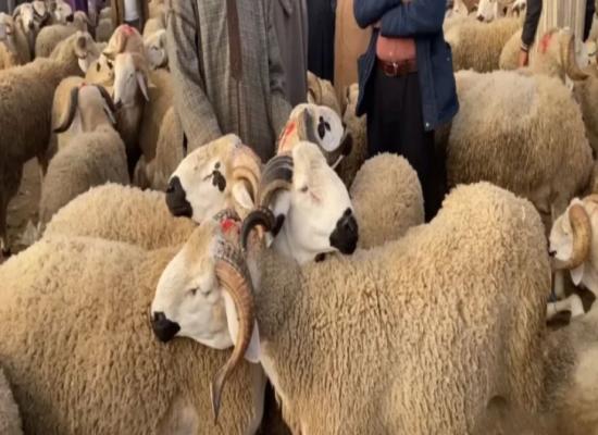 “أونسا” تحذر من اقتناء أضاحٍ تظهر عليها علامات المرض