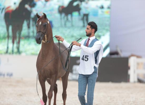  حائل تحتضن بطولة جمال الخيل العربية الأصيلة 