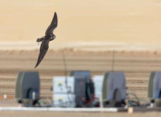  Advanced Technologies Utilized to Decide Winners at AlUla Falcon Cup 