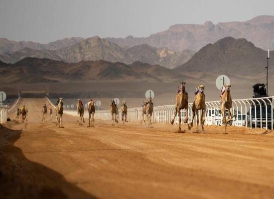  وزير الداخلية يتوج الفائزين بكأس العلا للهجن 