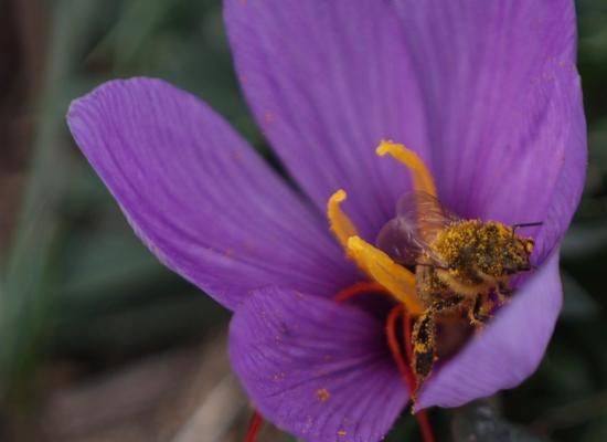 Les plantes évoluent face à la raréfaction des insectes pollinisateurs, mais ça n’est pas une bonne nouvelle pour autant