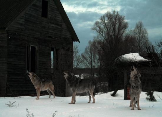 Les loups de Tchernobyl ont développé des gènes résistants au cancer