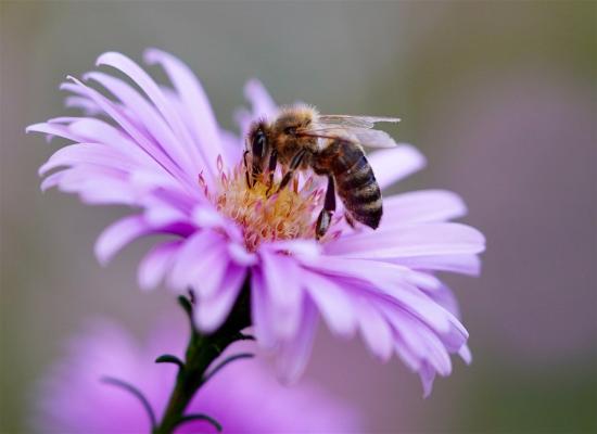 Des scientifiques mettent au point un supplément à base de plantes pour protéger des abeilles