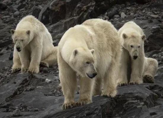 L’ours polaire est confronté à une augmentation alarmante du risque de maladie dans le contexte des modifications de l’écosystème arctique