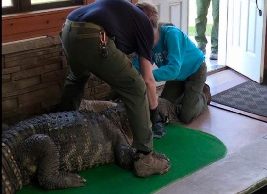 Massive 11-foot, 750-pound alligator kept illegally in upstate NY home's swimming pool. What the owner said