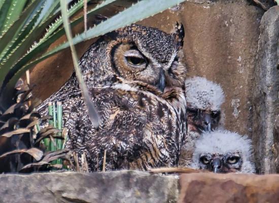 WATCH: Texas wildflower center’s resident great horned owl recently laid 2 eggs