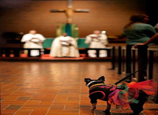 Have a pet? Churches are hosting Blessing of the Animals events across the OKC metro area