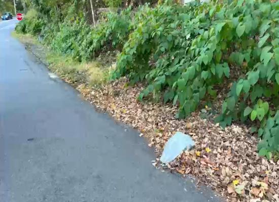 Animal cruelty investigation underway after bag with 3 mutilated birds found in Putnam County