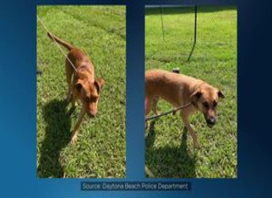 Daytona Beach Police: Do you know these dogs?