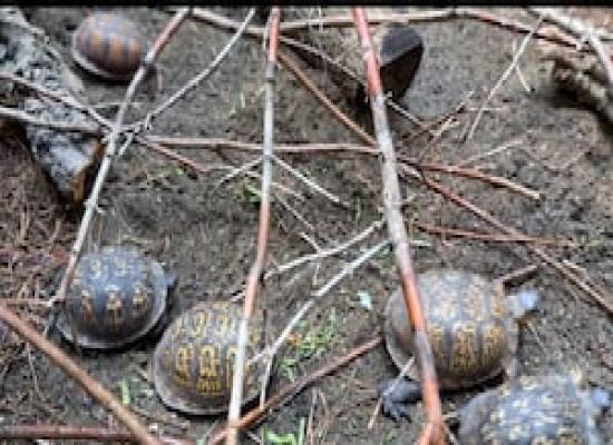 Two dozen turtles rescued from school courtyard