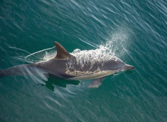 Dolphin injures swimmers in rare beach attack