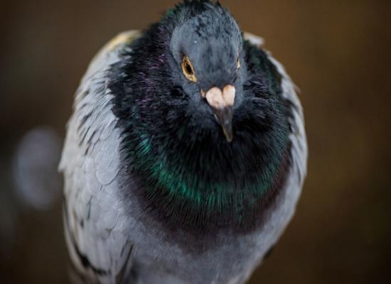 Serial bird-feeder fined $3,000