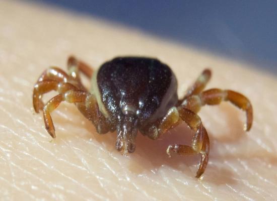 ‘Monster ticks’ spreading across Europe – media