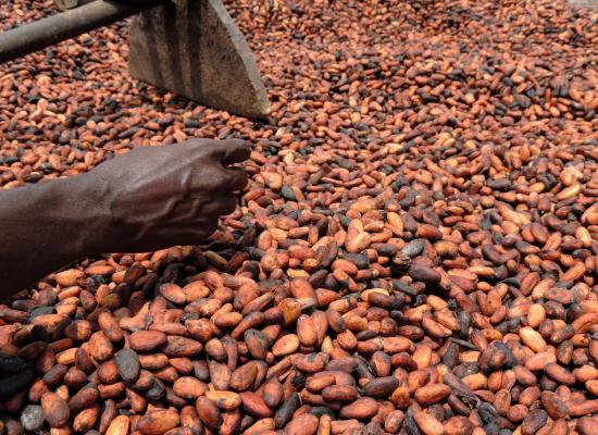 Côte d’Ivoire : le prix du cacao franchit un nouveau record