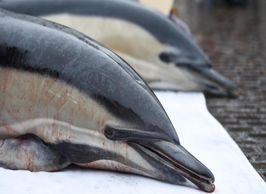 France temporarily bans Bay of Biscay fishing to protect dolphins