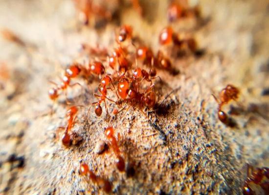How To Permanently Get Rid Of Fire Ants In Your Yard