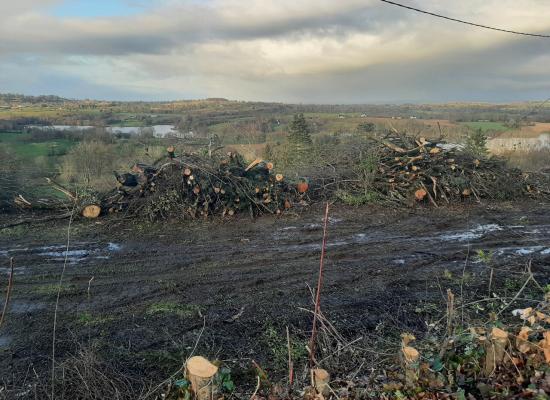 Arbres abattus à la Butte aux cerfs : le Bocage perché organise une rando commentée à Vire Normandie