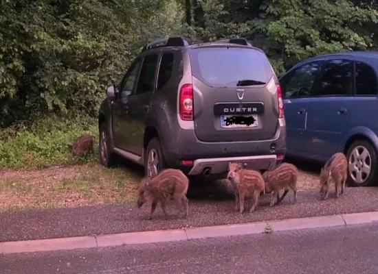 VIDEO. Une compagnie de treize sangliers dans les rues de Saint-Claude