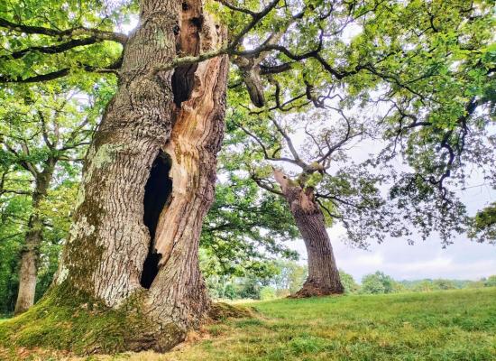 Morbihan : frappés par la foudre, ces chênes creux ont plus de 300 ans