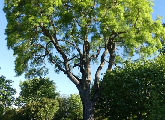 Haute-Garonne : un arbre emblématique de ce village pourrait être abattu, un collectif citoyen veut le sauver