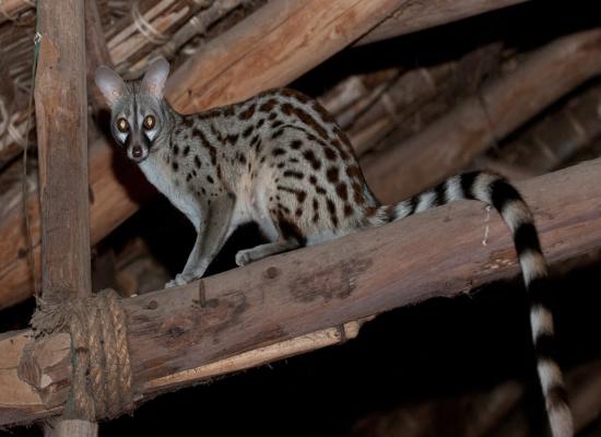 Un photographe fait une rencontre rare en Charente, sa route croise celle d'un félin originaire d'Afrique