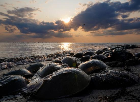 Photos: US researchers, conservationists clash over horseshoe crabs