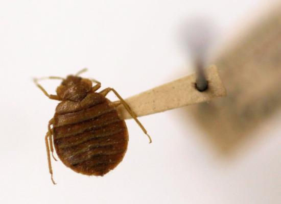 What to know about Paris’s race against bedbugs to the 2024 Olympic Games