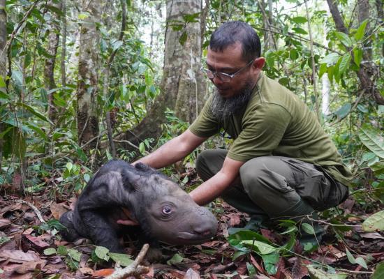 Endangered Sumatran baby rhino born