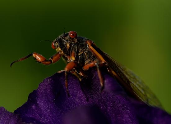 Photos: Up close and personal, cicadas display nature’s artwork