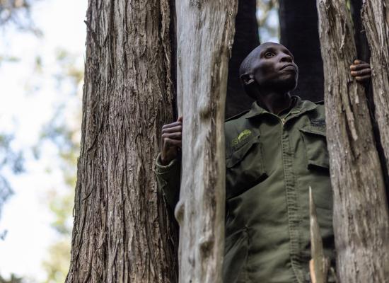 ‘We know the tactics they use’: The poachers turned gamekeepers of Kenya