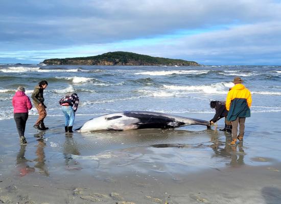 Carcass of elusive whale species discovered in New Zealand