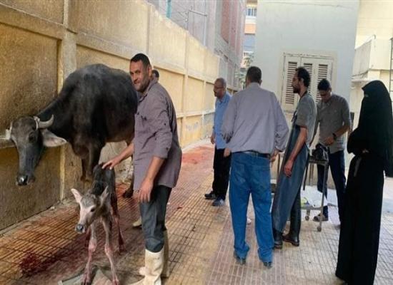 لتعذر ولادتها طبيعيا.. إجراء جراحة قيصرية لجاموسة بطنطا مقابل 160 جنيها| صور