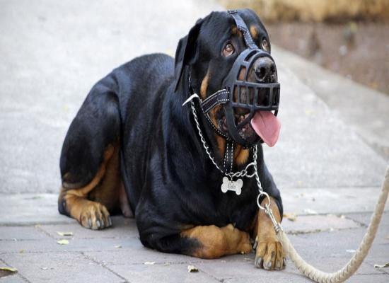 Avec un chien, un individu sème la terreur à Marrakech