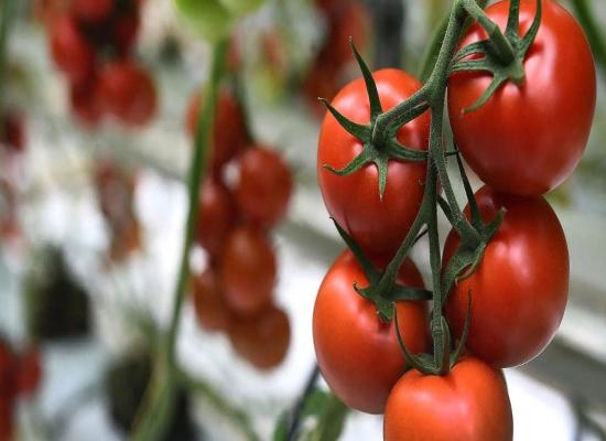 Les prix des tomates repartent à la hausse