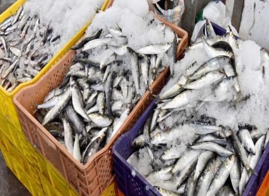 Les prix des sardines et des anchois ont enfin baissé