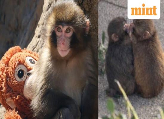 Fairytale ending for Punch? Internet's beloved baby monkey makes netizens melt again, this time with his 'girlfriend'