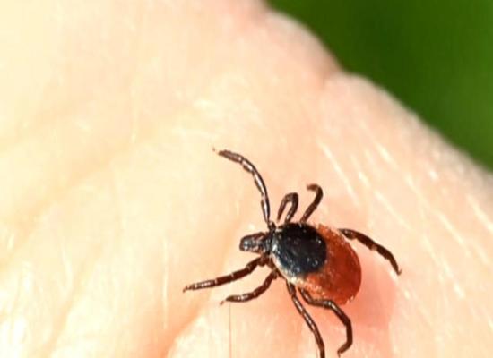 Growing number of meat allergy cases linked to tick bites, CDC warns