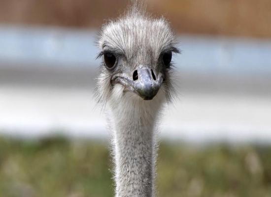 Ostrich dies after swallowing zoo staffer's keys, Kansas zoo says