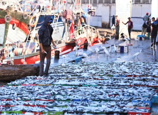 قيمة الصيد المسوق تتصاعد بالمغرب