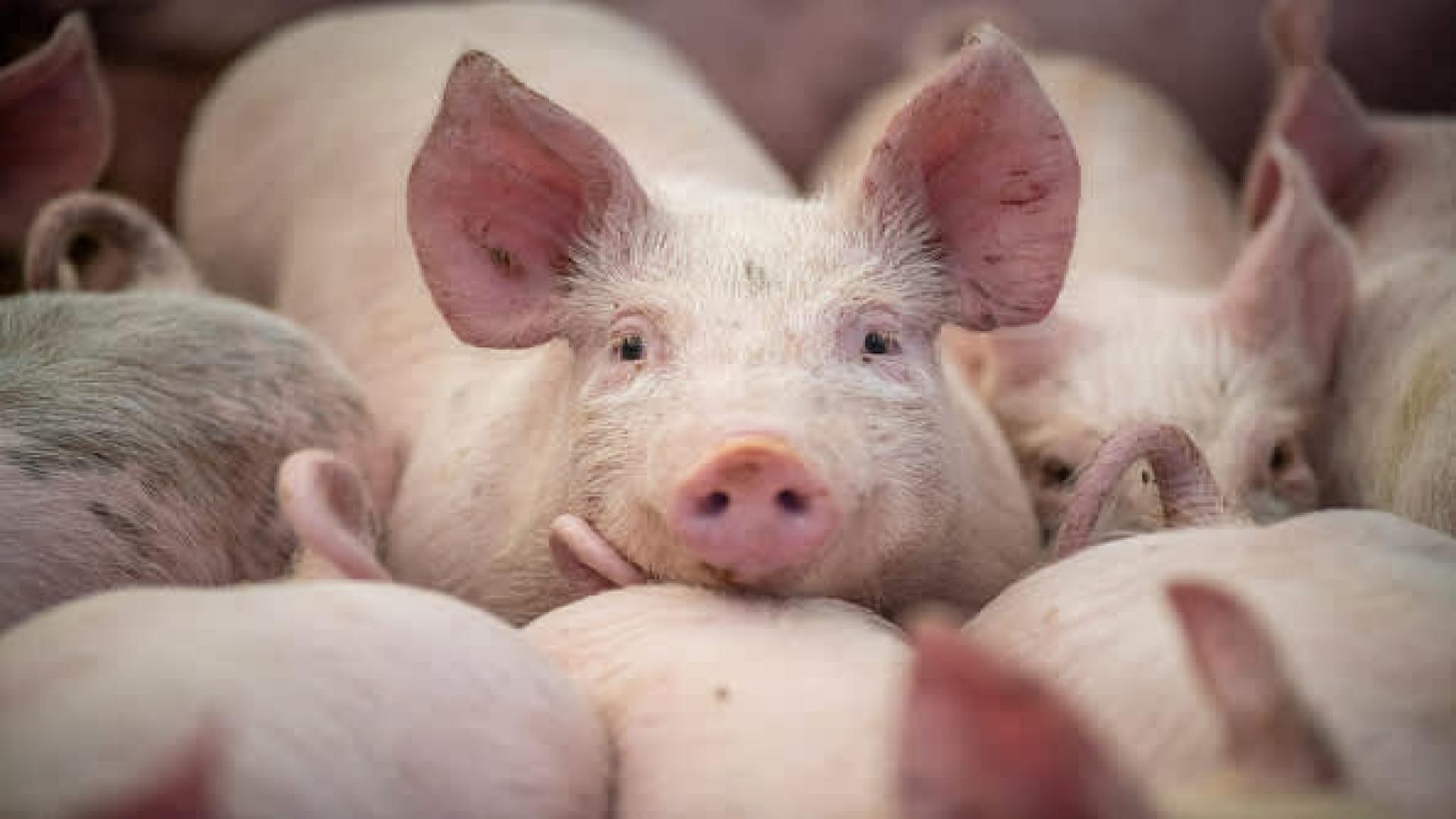 China is 'on the verge of deflation' — and plunging pork prices aren't helping